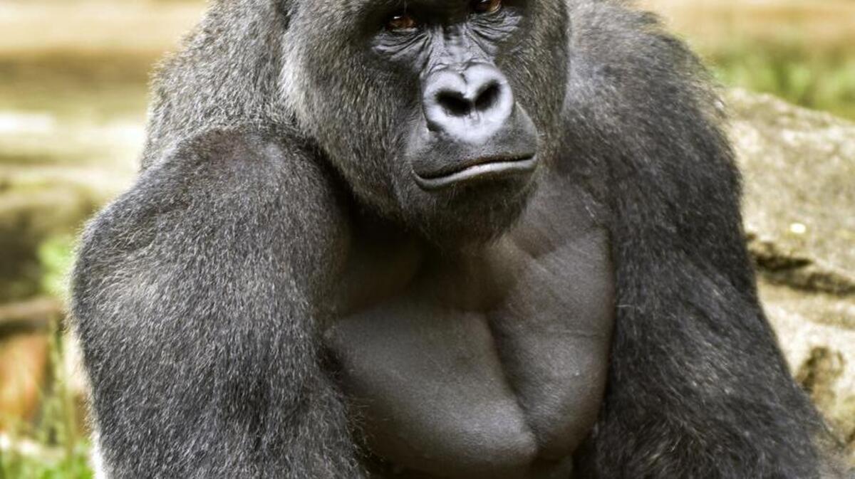 Harambe, a western lowland gorilla, was fatally shot last month at the Cincinnati Zoo to protect a 4-year-old boy who had entered its exhibit.