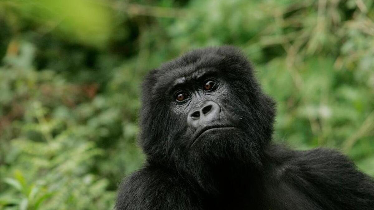 The eastern gorilla has been listed as critically endangered, making four of the six great ape species only one step away from extinction, according to the International Union for the Conservation of Nature’s Red List of Endangered Species, released in September.