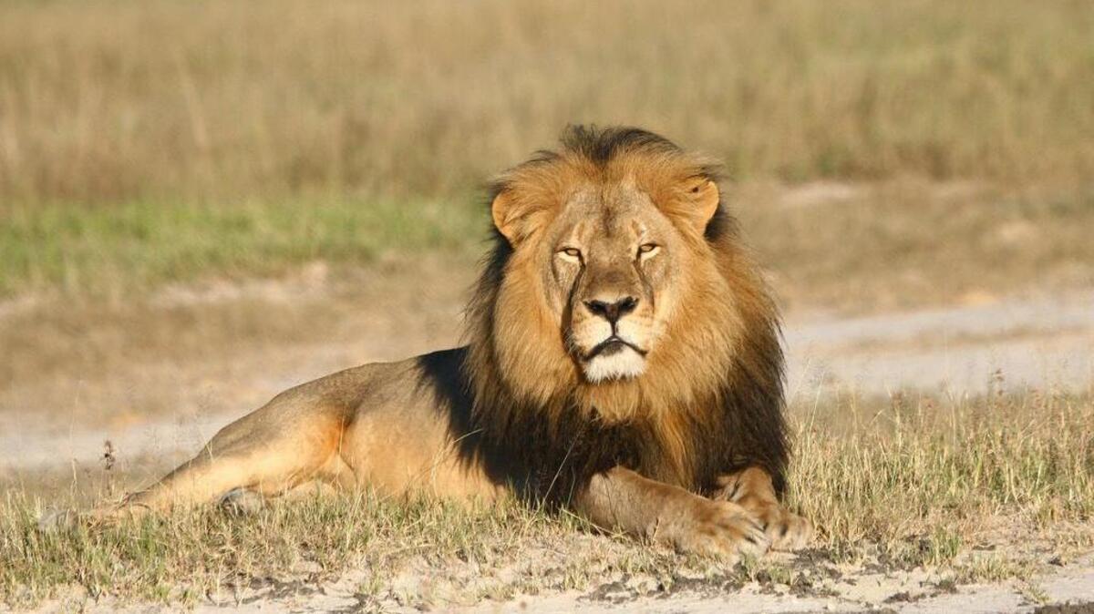 
In this undated photo provided by the Wildlife Conservation Research Unit, Cecil the lion rests in Hwange National Park, in Hwange, Zimbabwe. Two Zimbabweans arrested for illegally hunting a lion appeared in court Wednesday, July 29, 2015. The head of Zimbabwe’s safari association said the killing was unethical and that it couldn’t even be classified as a hunt, since the lion killed by an American dentist was lured into the kill zone.
