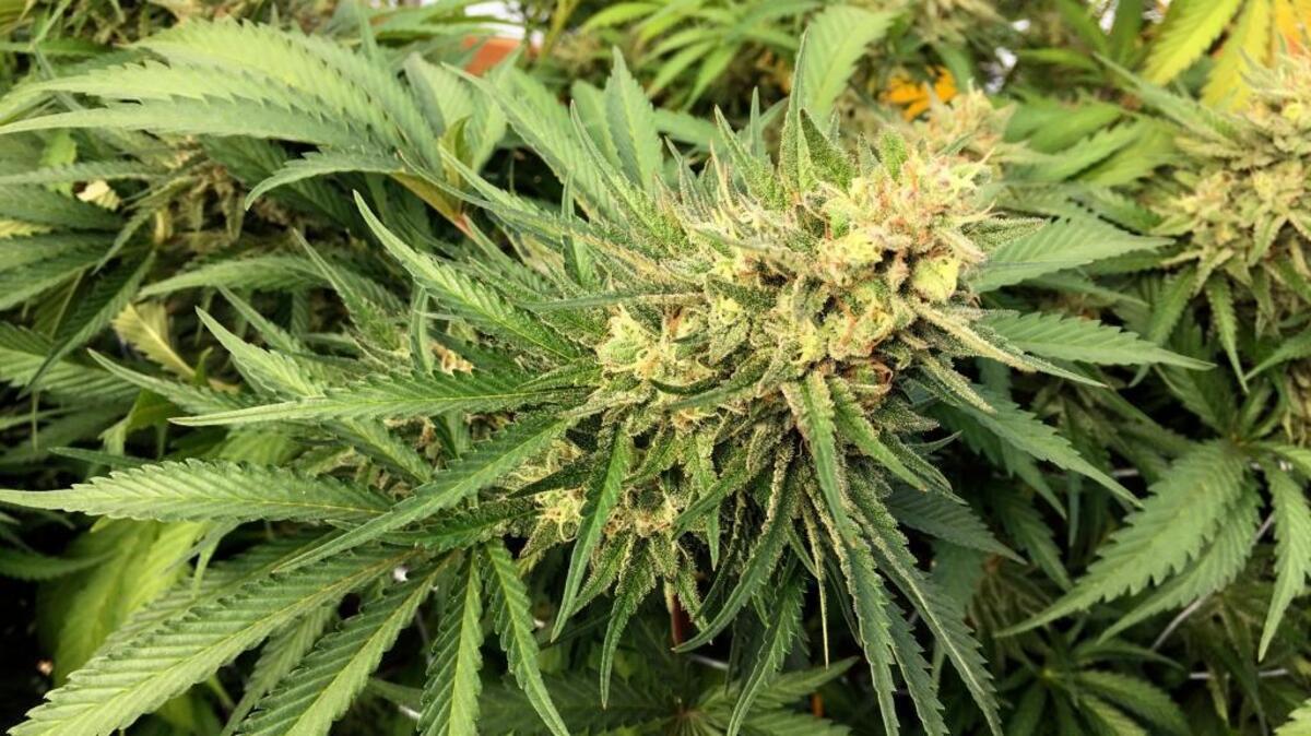 Marijuana grows in a rural area near Corvallis, Ore.