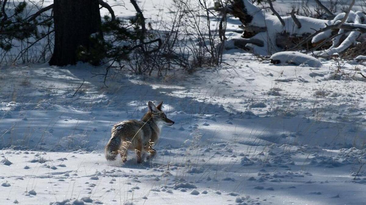 Coyotes have attacked 160 people in the U.S. from 1976 to 2006.