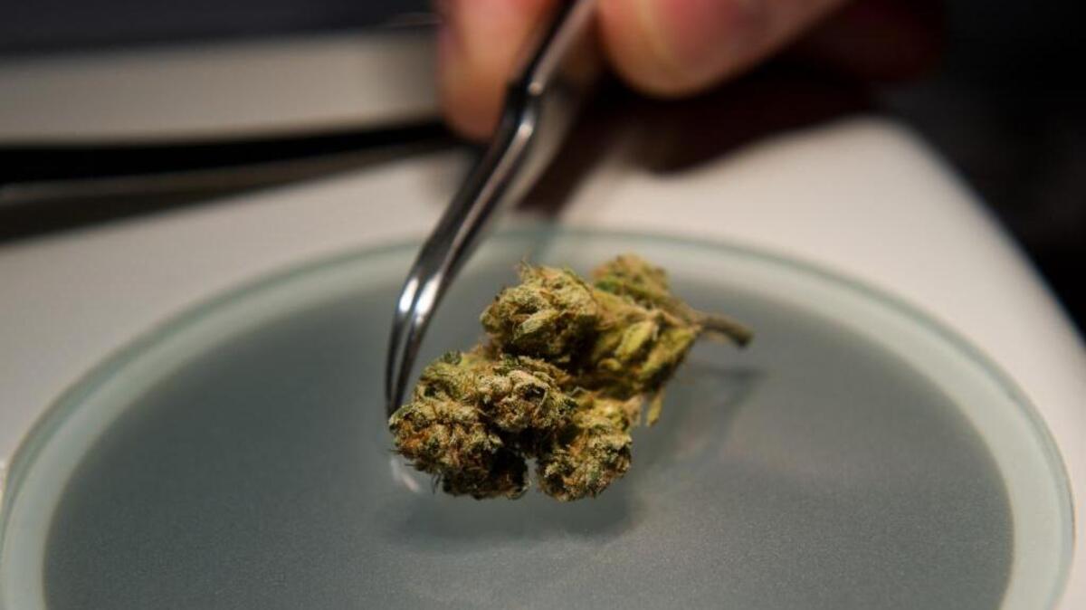 Laboratories test marijuana for potency, cannabinoid profile, mycotoxins, mold and fungus.