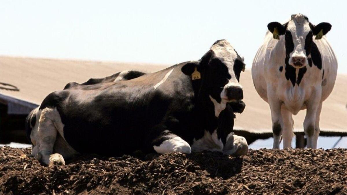 A dairy in San Joaquin County.