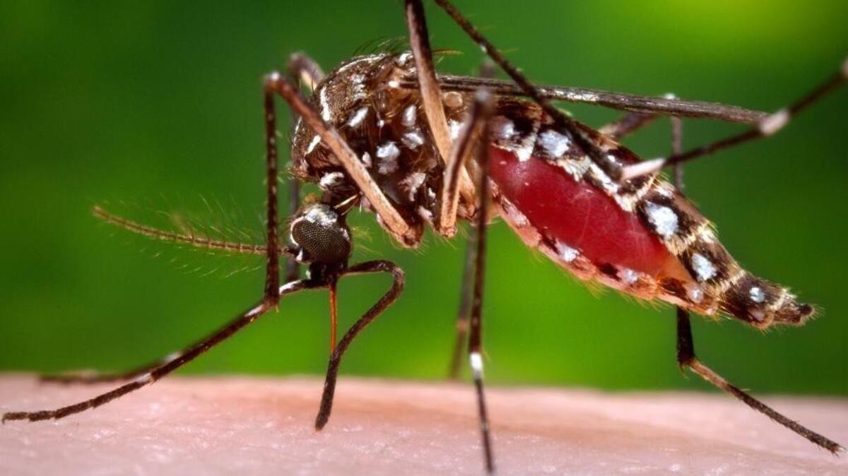 The Aedes aegypti mosquito is behind the large outbreaks of Zika virus in Latin America and the Caribbean. Four Zika infections in the Miami area are likely the first caused by mosquito bites in the continental U.S.