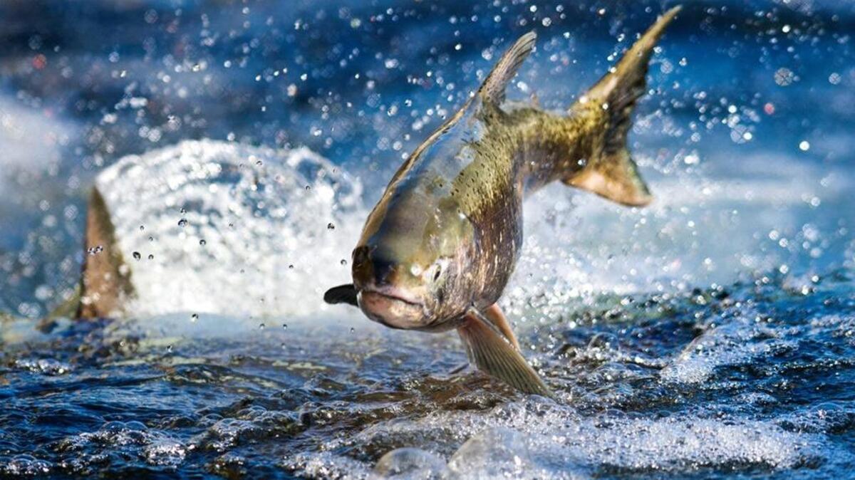 This Nov. 4, 2013, file photo shows a salmon making its way up the salmon ladder at Nimbus Hatchery in Rancho Cordova. In control of Congress and soon the White House, Republicans are readying plans to roll back the influence of the Endangered Species Act, one of the government's most powerful conservation tools, after decades of complaints that it hinders drilling, logging and other activities.