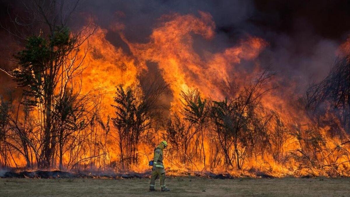 A firefighter walks past a back-burn as flames leap along the American River Parkway near Cal Expo on Sept. 15, 2016.