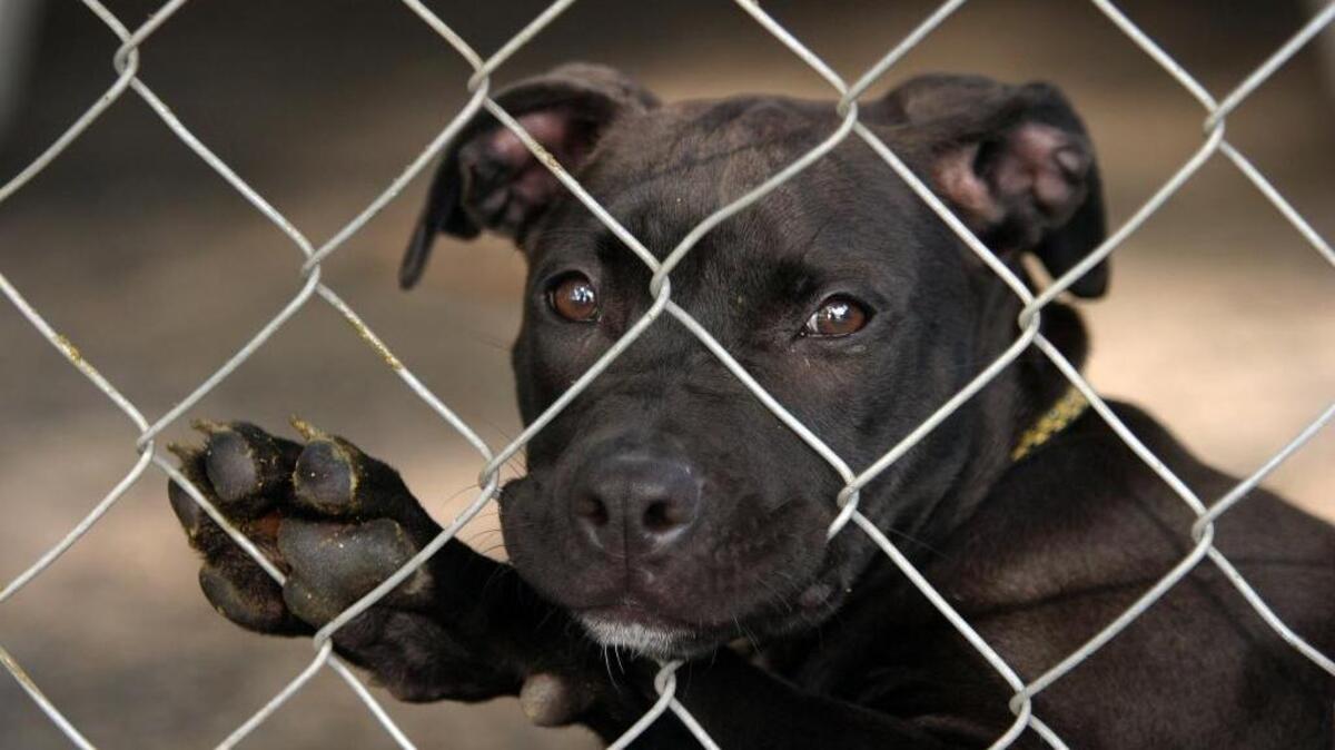 A letter writer says the way to keep people and dogs safe in Sacramento is to evenly enforce leash and licensing laws and to respond promptly to concerns about potentially dangerous dogs in our midst – wherever they live and whoever they belong to.