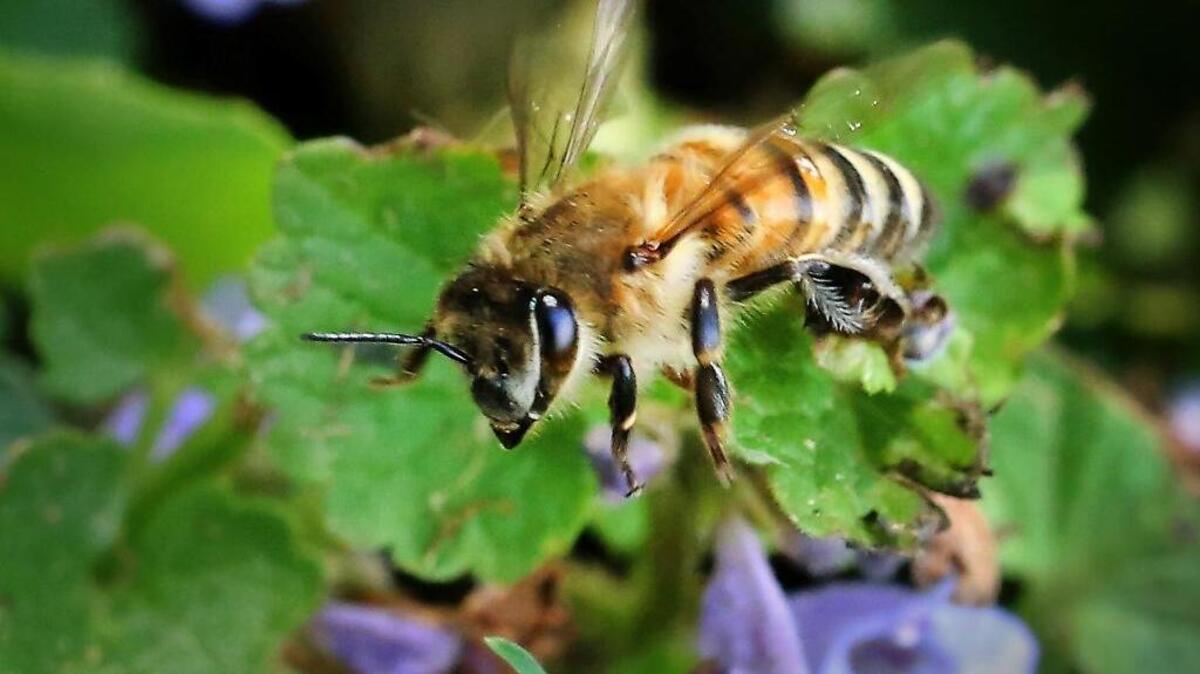 A beekeeper in the Arden area says some of his bees were killed after aerial spraying for mosquitoes by the Sacramento-Yolo Mosquito and Vector Control District.