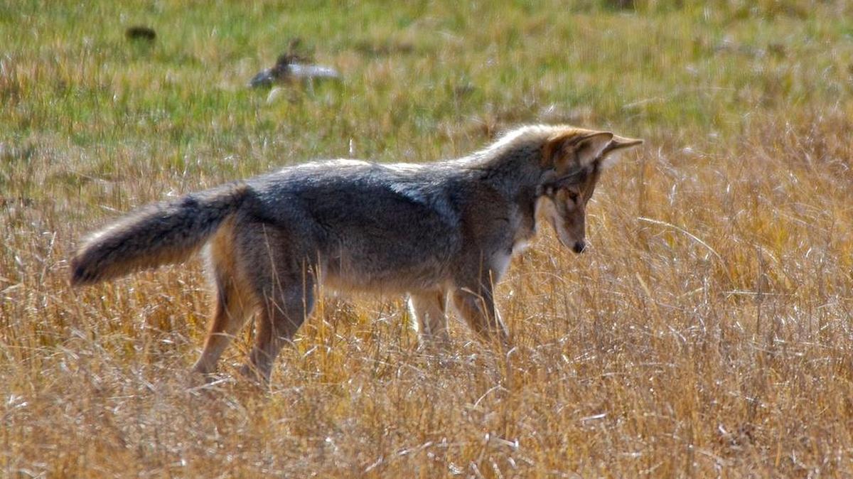 In late April, Mendocino County officials suspended their contract with Wildlife Services, the U.S. Department of Agriculture agency that kills coyotes and other predators on behalf of ranchers.