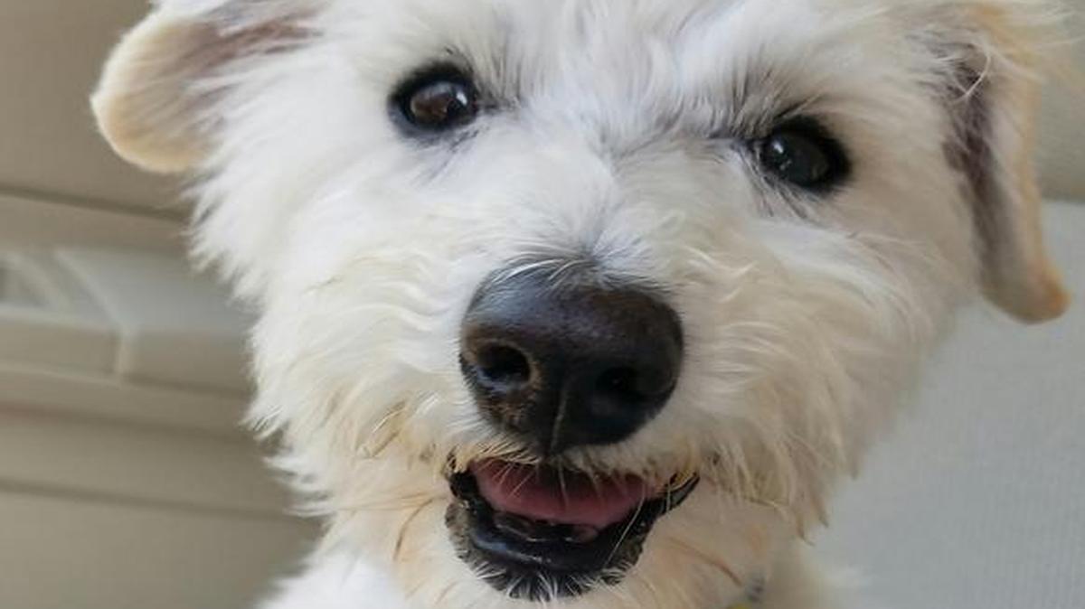 Andrew Malcolm met Jamie at the shelter and adopted him.
