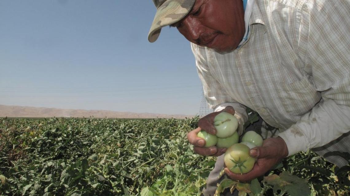 Farm worker Florentino Reyes picks tomatoes in August 2016 in a field near Mendota.