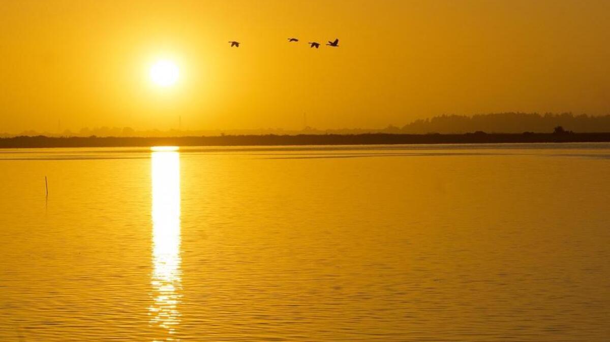 Birds are silhouetted as the sun goes down at the Arcata Marsh and Wildlife Sanctuary in Arcata.