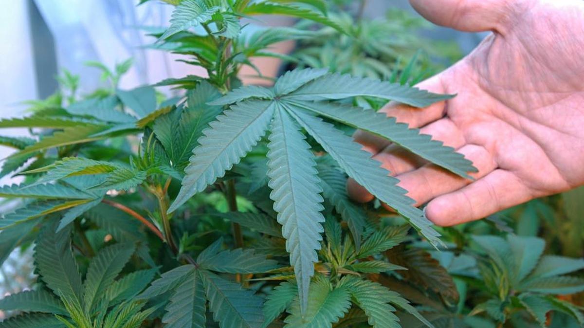 Sen. Dianne Feinstein writes that study of drugged driving and roadside tests to detect impairment required by Proposition 64 should be completed before legalization goes into effect.