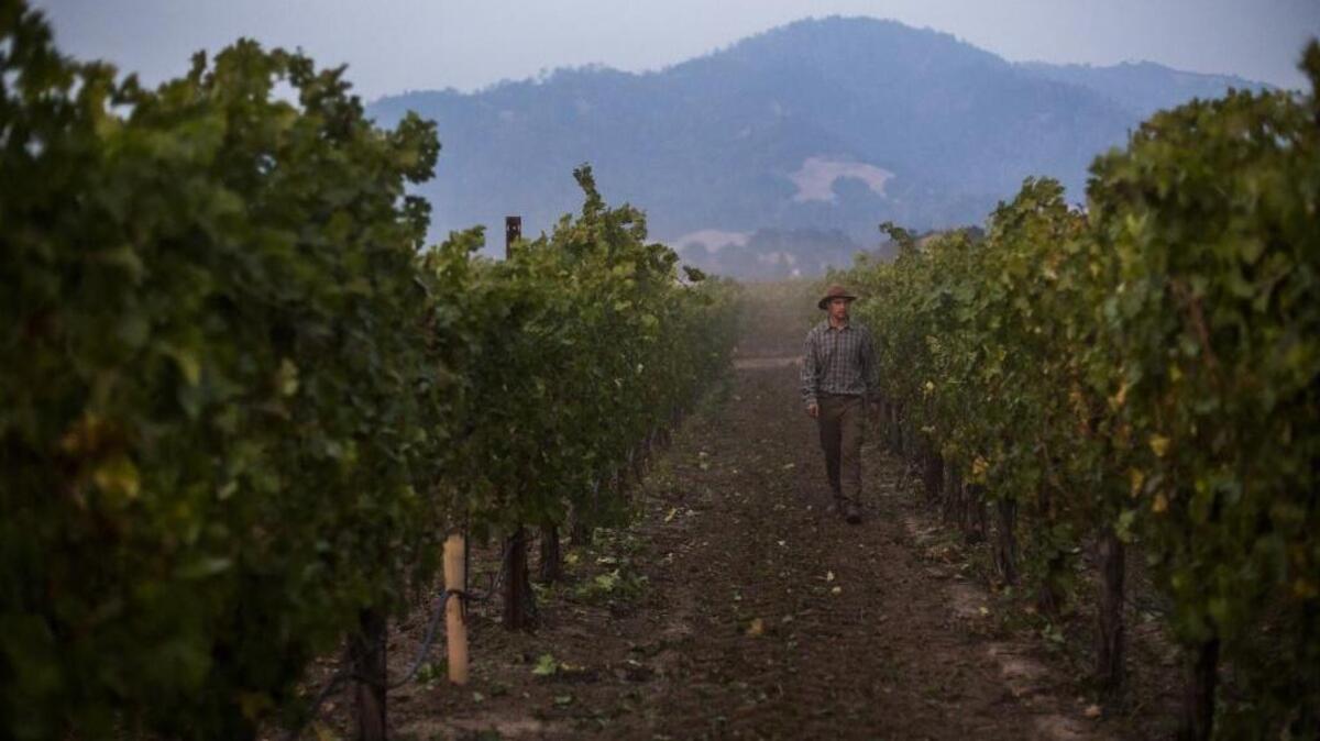 Cameron Mauritson walks among his 350 acres of vines near Healdsburg last October.
