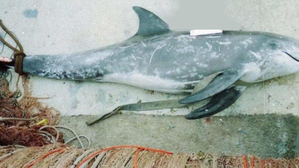 Ocean life is tangled in dangerous nets and bad policy