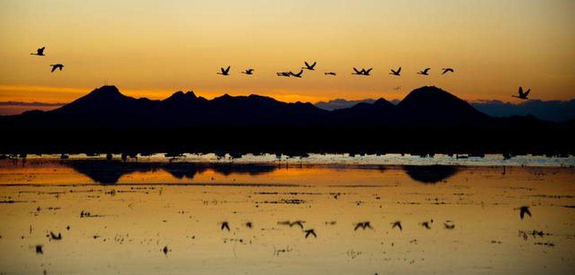 Tundra swans take flight in a flooded rice field with a view of the Sutter Buttes in the background off Kimball Lane in Marysville in November 2012.