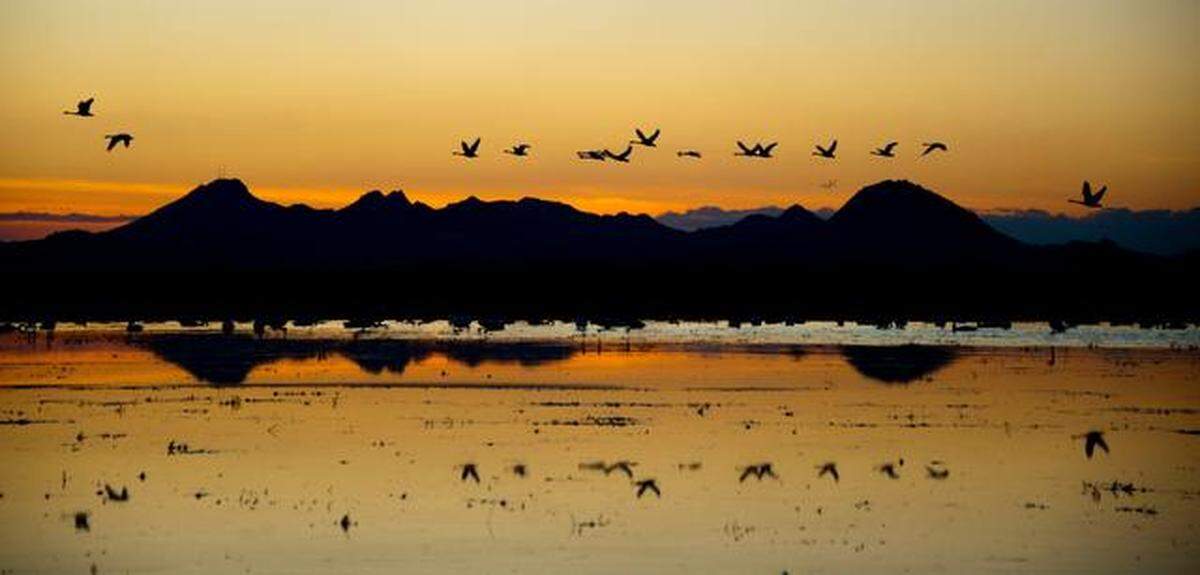 Tundra swans take flight in a flooded rice field with a view of the Sutter Buttes in the background off Kimball Lane in Marysville in November 2012.