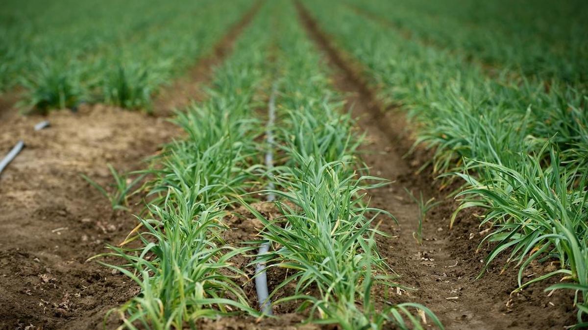 Tech-savvy farmers are using modernized tools like GPS, drip irrigation and soil moisture sensors to maximize their water efficiency and best manage their crops.