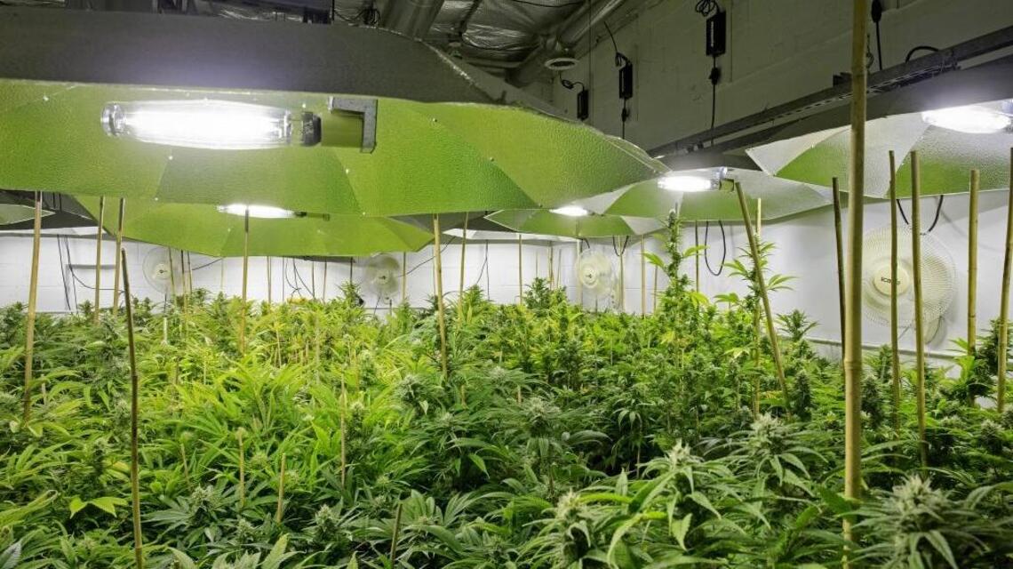 Maimed by war on drugs, black people left behind in California’s green rush
