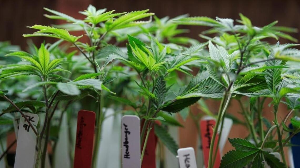 The drug war destroyed black neighborhoods. This Sacramento weed policy could help