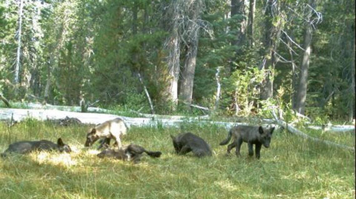 Wolf pack stirs the imagination