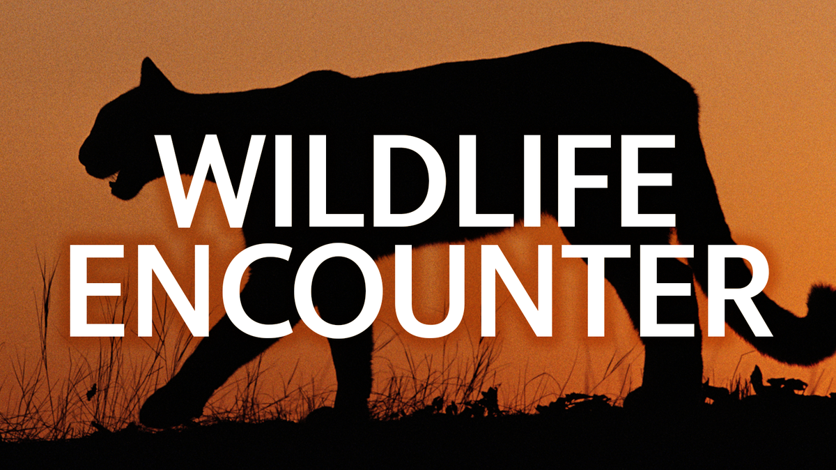 Wildfire encounters: A mountain lion silhouetted against a sunset.