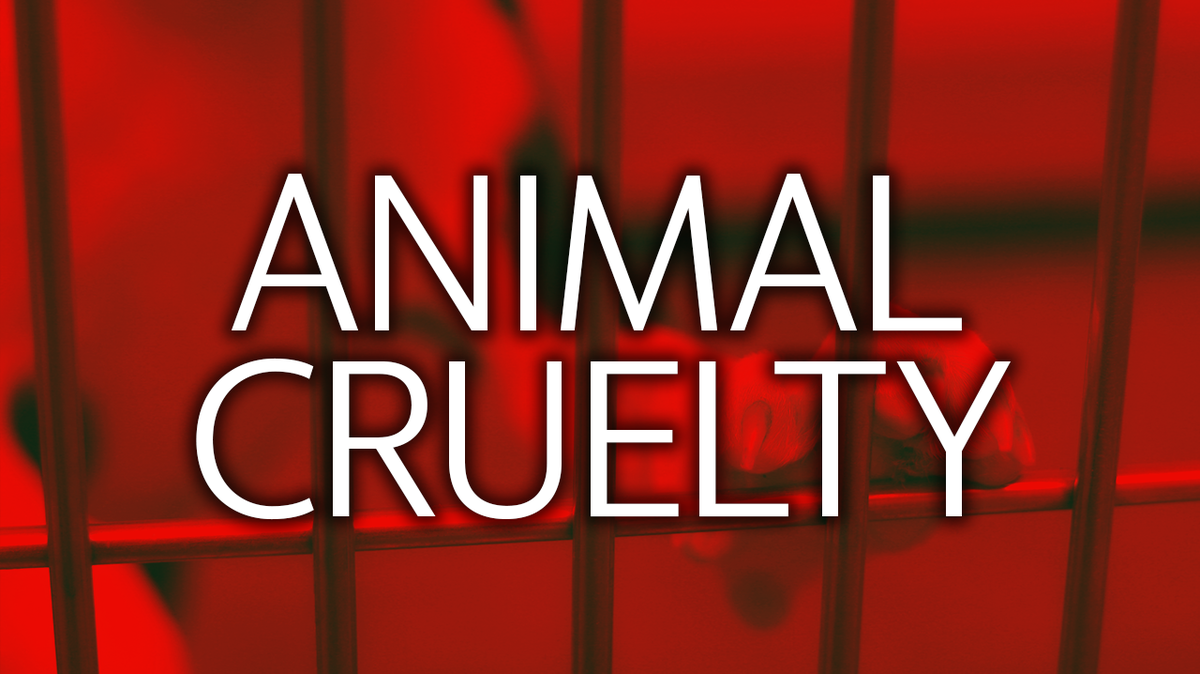 Animal cruelty