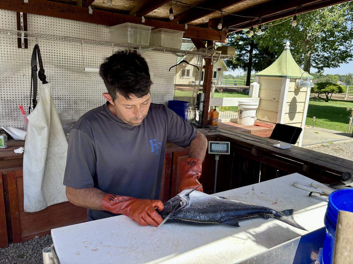 Anthony Ferrari of Ferrari Fisheries in West Sacramento breaks down a wild California King salmon on Saturday, May 16, 2026.