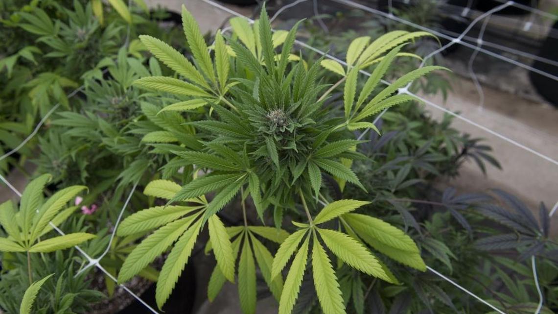 Want recreational marijuana stores in SLO? Voters need to pass a tax first