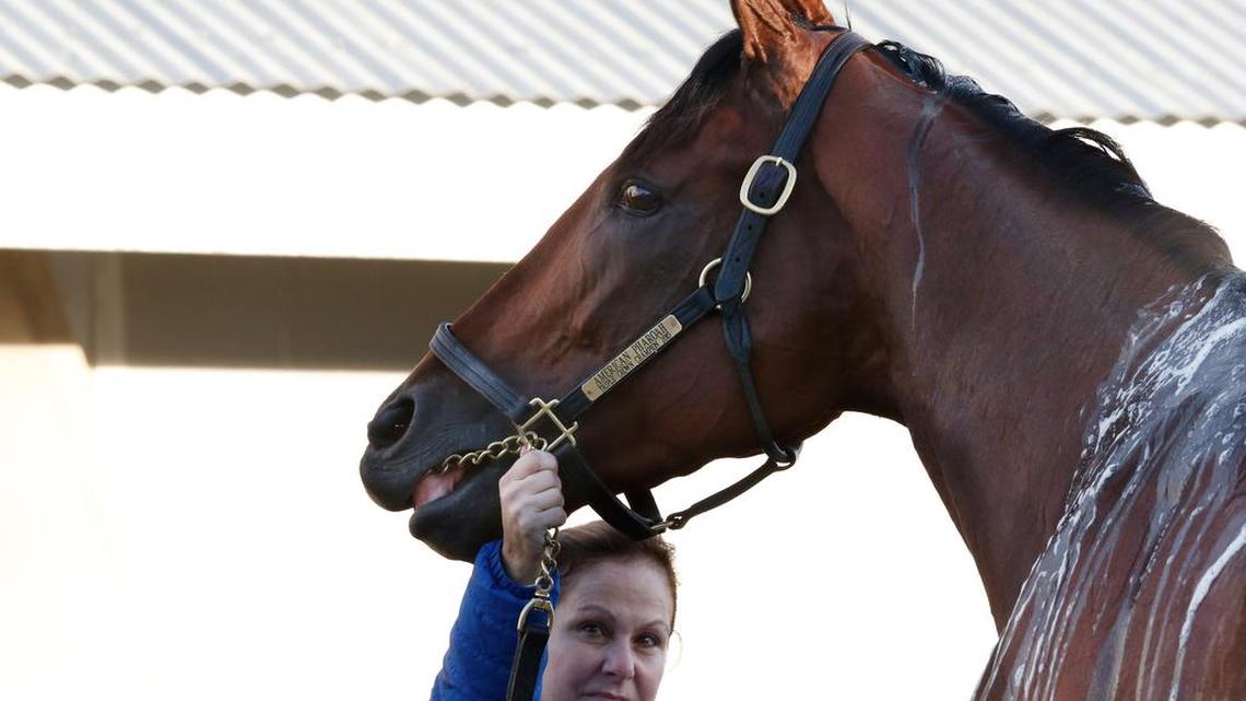 American Pharoah will race for the final time Saturday. He will be favored in the Breeders’ Cup Classic.