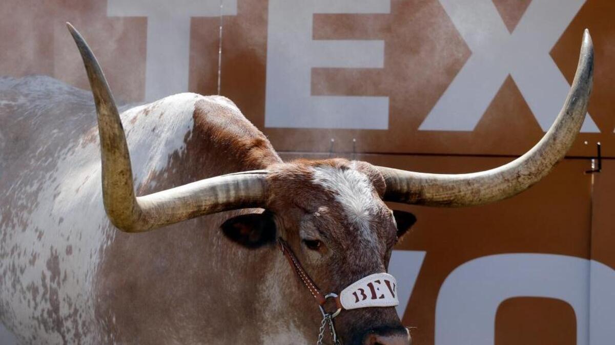 Texas mascot Bevo is sprayed with a mist to keep cool prior to an NCAA college football game against Oklahoma State on Saturday, Sept. 26, 2015, in Austin, Texas. A new steer, Bevo XV, will debut in September 2016.