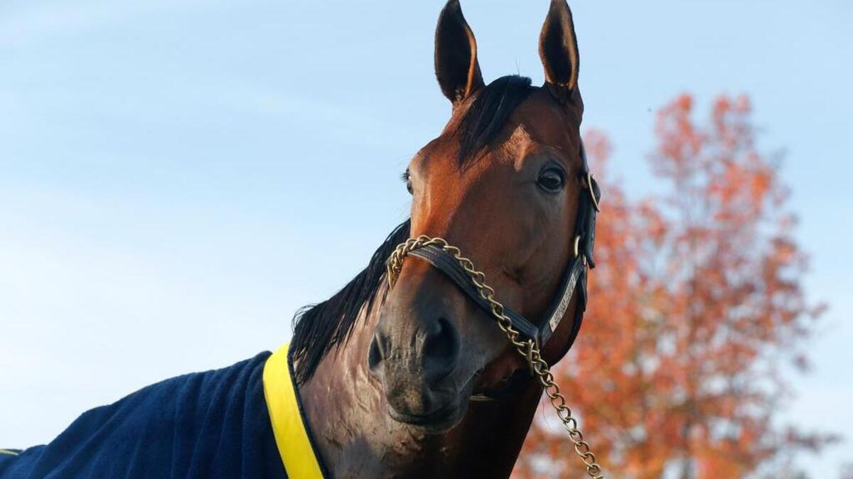 Triple Crown winner American Pharoah is tended to after a workout for the Breeders’ Cup Classic at Keeneland race track Thursday, Oct. 29, in Lexington, Ky.