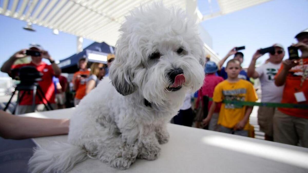 In this March 28, 2015, file photo, Hank the dog poses for pictures during a benefit for the Arizona Humane Society at a spring training baseball game between the Milwaukee Brewers and Cleveland Indians in Phoenix. The Brewers confirmed on Friday, March 4, 2016, that the team’s furry, four-legged mascot is the same bichon frise mix that walked on to the team’s spring training complex in Phoenix two years ago.