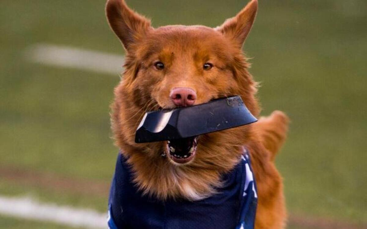 FILE -- Pint the dog retrieves the kicking tee after the opening kickoff as the UC Davis Aggies host the Eastern Washington Eagles in their Big Sky Conference game at Jim Sochor Field at Aggie Stadium, Saturday, Sept. 27, 2014.