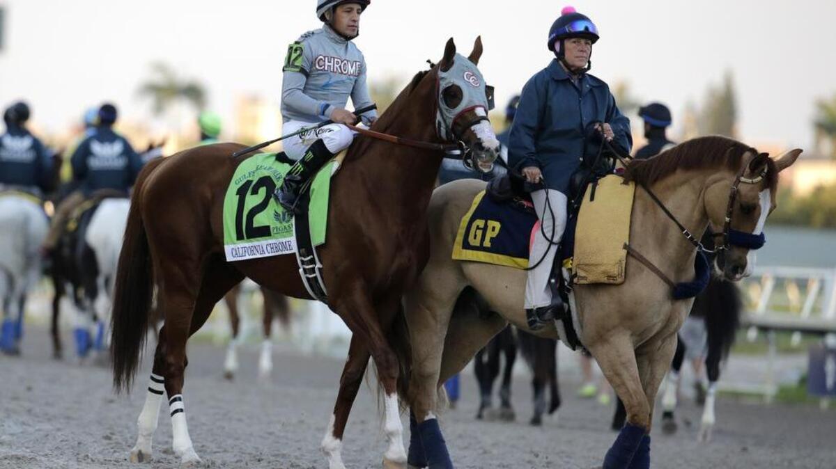 Jockey Victor Espinoza rides California Chrome (12) before the start of the inaugural running of the $12 million Pegasus World Cup horse race at Gulfstream Park, Saturday, Jan. 28, 2017, in Hallandale Beach, Fla.