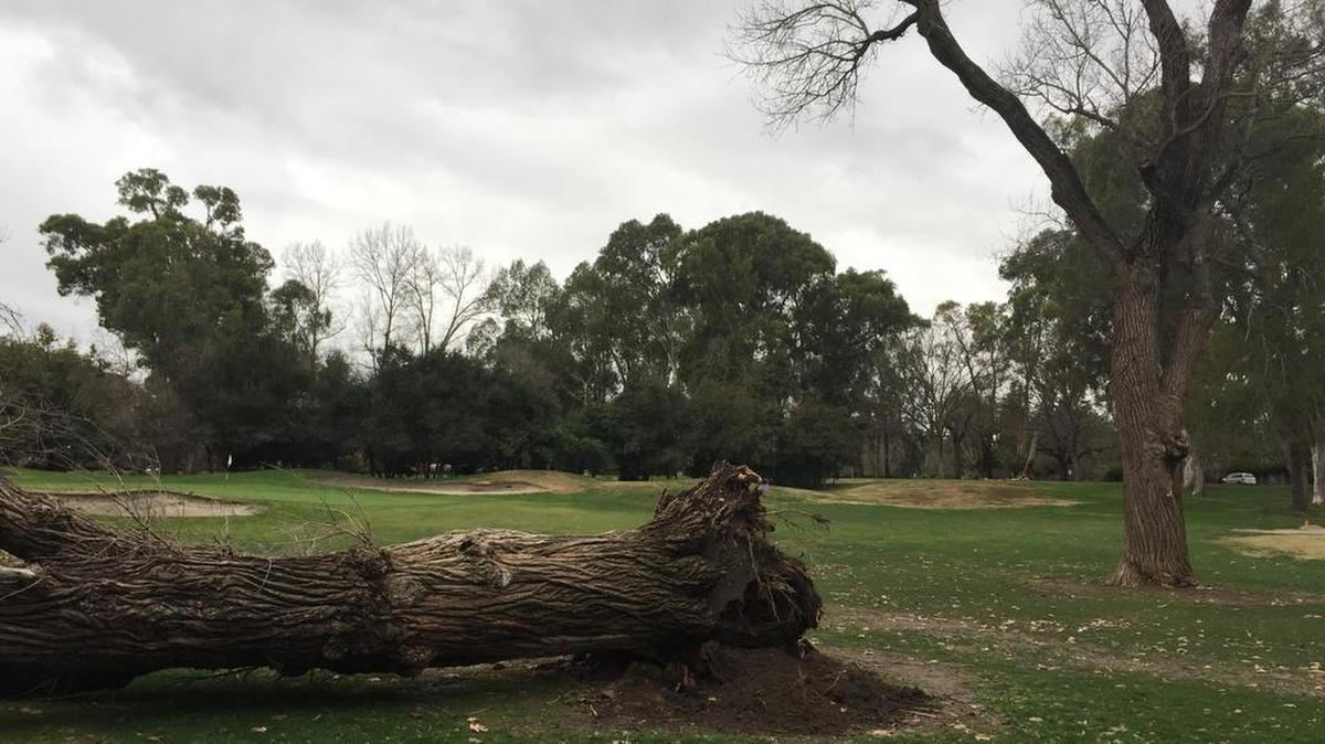 At iconic No. 3 at Land Park, the left “goal post” tree that framed the green fell during last week’s storm.