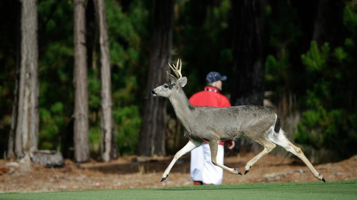 A buck runs behind a marshal on the sixth fairway at Spyglass Hill during the 2014 Pebble Beach Pro-Am.