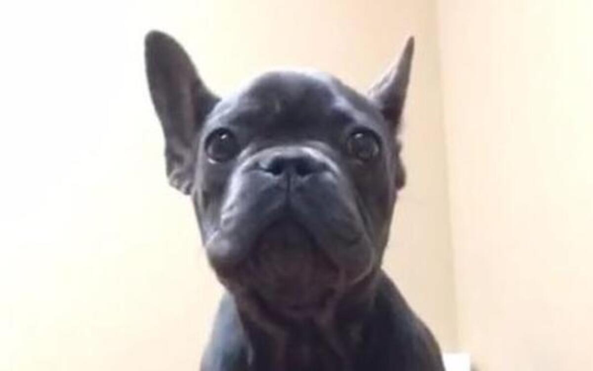 Sacramento Kings player Ben McLemore is appealing to Twitter users for help to find his lost puppy, Rolex, who went missing Monday in Fair Oaks.