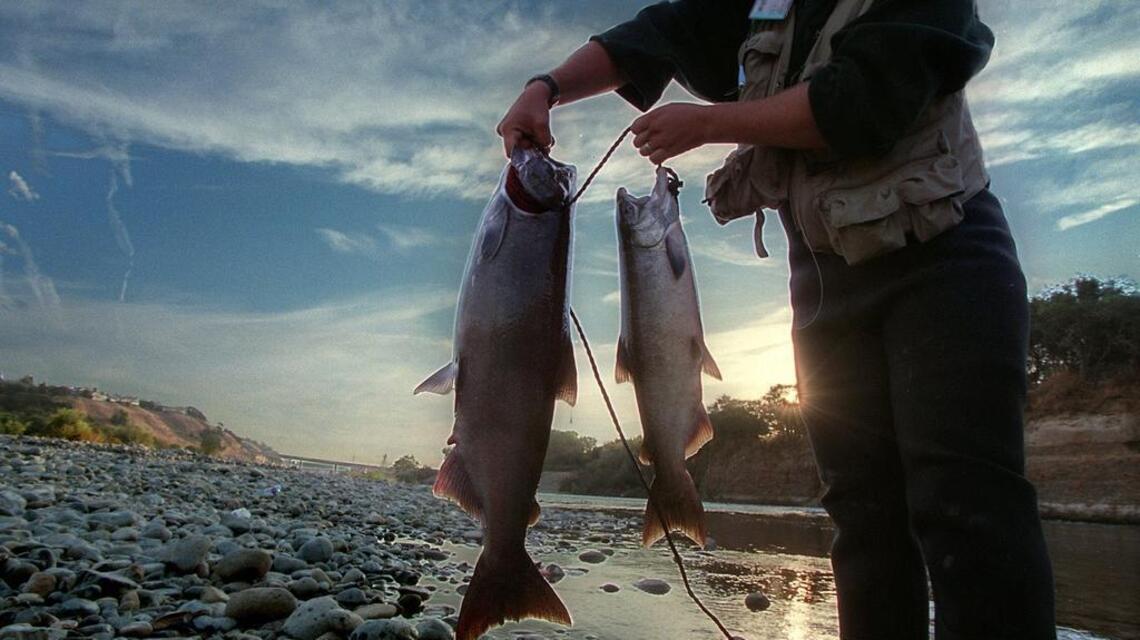 Fishing Line: Salmon fishing improved along Sacramento River in the Delta
