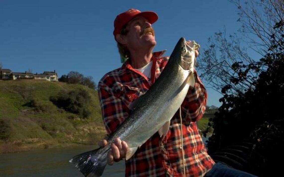 Steelhead are making a real run of it