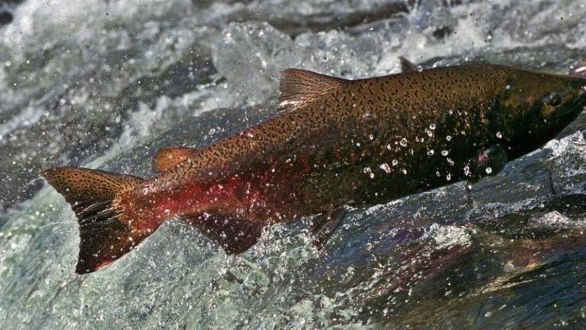 Salmon action remains slow in Sacramento River