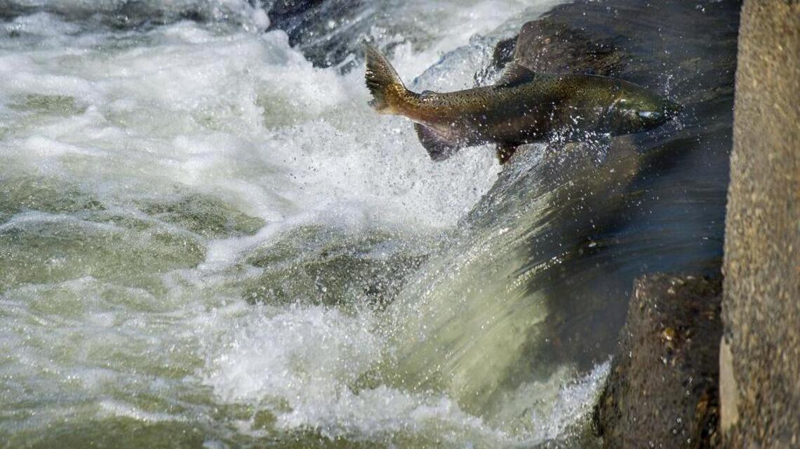 Salmon season ending this week in Sacramento River
