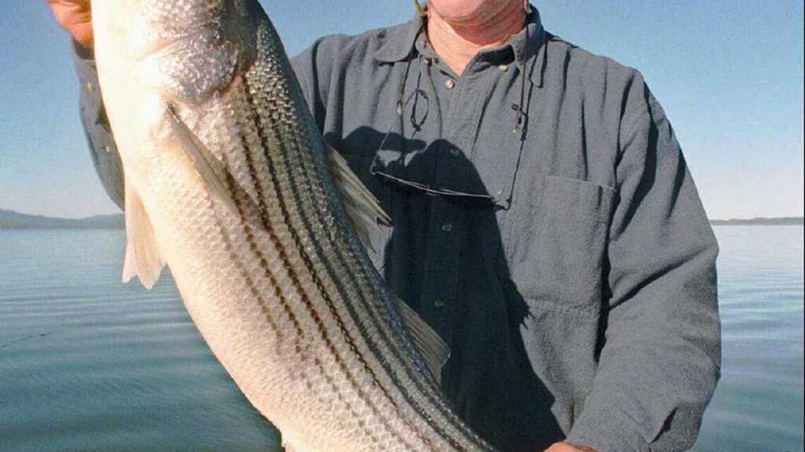Fishing Line: Bass – stripers and largemouth – are making things fun in the Delta