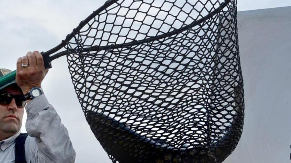 Big salmon moving through Delta, up the Sacramento, into coastal rivers