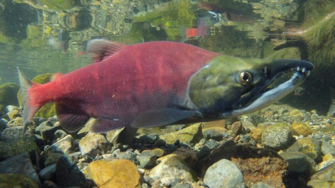 Salmon appear in Half Moon Bay; Lake Pardee features kokanee