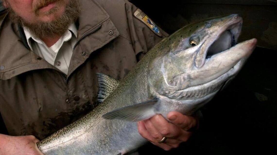 Cooler temperatures entice salmon into Delta, rivers