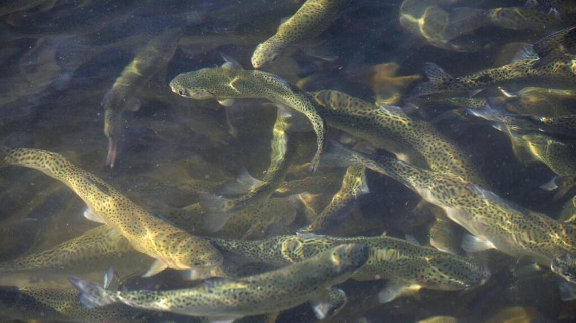 Big trout plants this week at Lake Camanche, Lake Collins