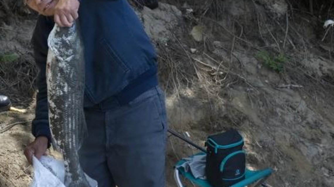 New schools of stripers found daily in Feather River