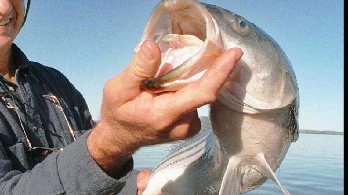 Striper bite improves near Discovery Park, but upriver on American is slow