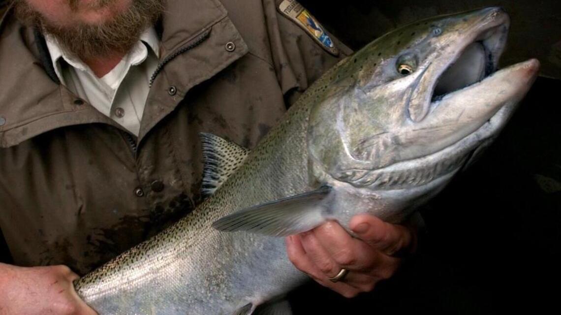 Salmon still king in the Sacramento River